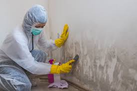 Reliable Lambertville, NJ Mold Removal Solutions